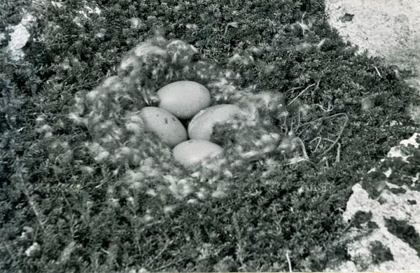 01. ГАМО. Ф. Р-517. Оп. 2. Т. 1. Д. 58. Л. 356. Кладка яиц в гнезде обыкновенной гаги. Фото В. Успенского.