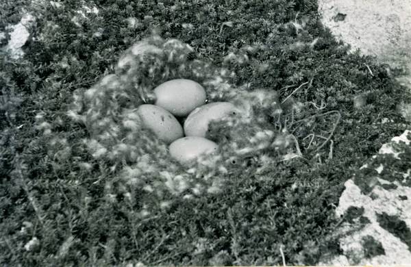 ГАМО. Ф. Р-517. Оп. 2. Т. 1. Д. 58. Л. 356. Кладка яиц в гнезде обыкновенной гаги. Фото В.С. Успенского 	