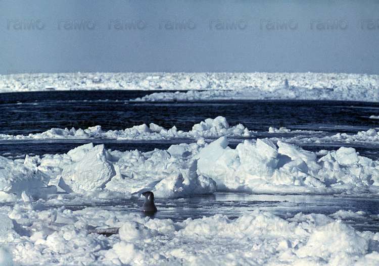 «Тюлень» = «Любопытный». Горло Белого моря. ГАМО. Ф. Р-1272. Оп. 9. Д. 97.