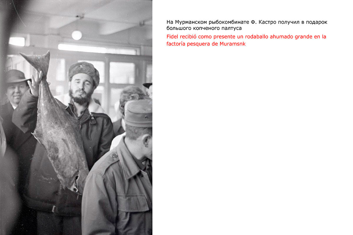 На Мурманском рыбокомбинате Ф. Кастро получил в подарок большого копченого палтуса Fidel recibió como presente un rodaballo ahumado grande en la factoría pesquera de Muramsnk